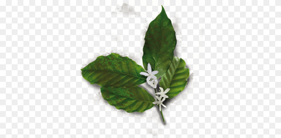 Flowers Appear When A Tree Is Bay Laurel, Flower, Leaf, Plant, Vegetation Free Transparent Png