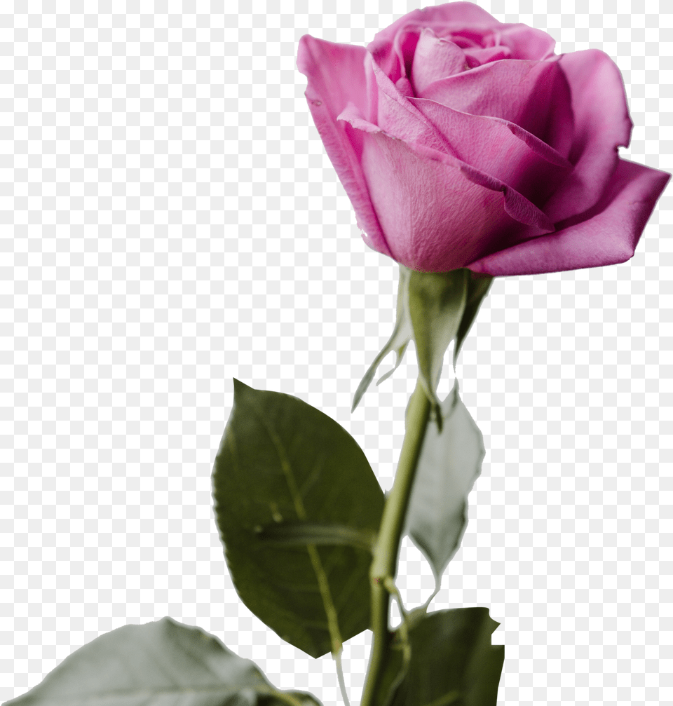 Flowers Archives Images Icons And Good Morning Shayari Image Odia Free Transparent Png