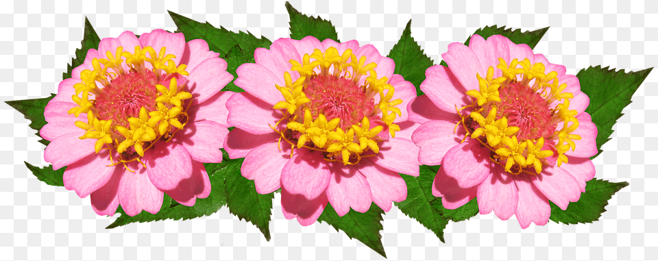 Flowers Arrangement Pink Floral Common Zinnia, Daisy, Flower, Petal, Plant Free Transparent Png