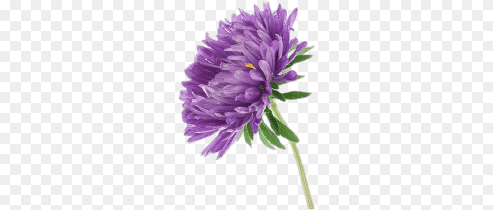 Flowers Aster Flower, Dahlia, Plant, Daisy, Purple Free Png Download