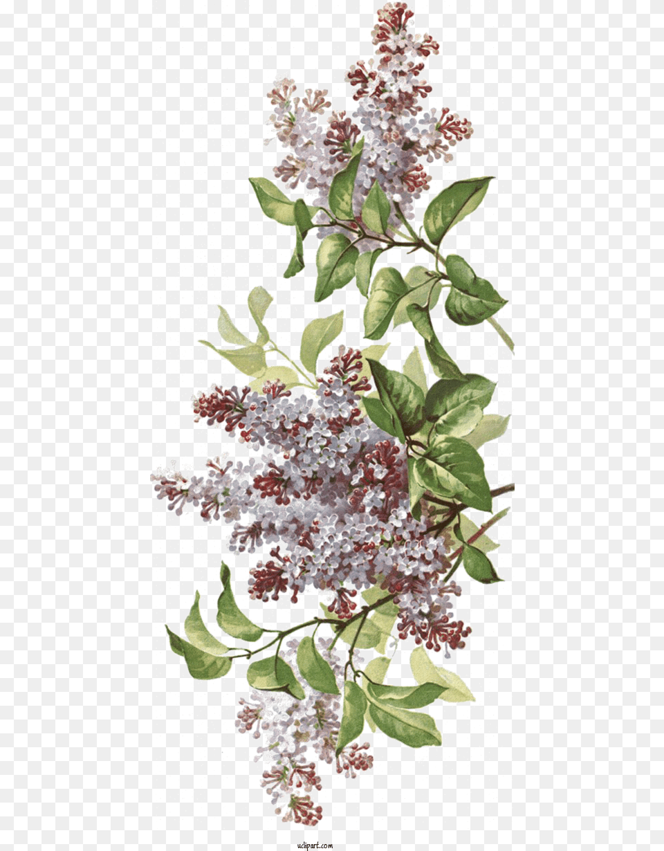 Flowers Blog Drawing Design For Flower Clipart Flower Butterfly Bush, Plant, Lilac Png