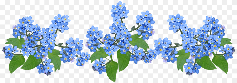 Flowers Blue Forget Me Not Flores No Me Olvides, Flower, Geranium, Plant, Acanthaceae Free Png