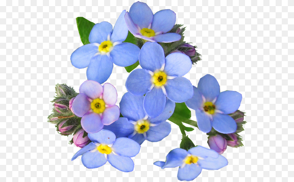 Flowers Blue Forget Me Not Photo On Pixabay Forget Me Not Flowers, Anemone, Flower, Geranium, Petal Free Png Download