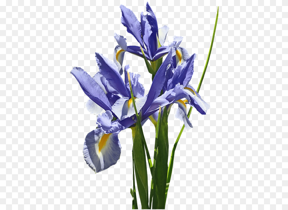 Flowers Blue Iris Dutch Stems Bulb Plant Cut Algerian Iris, Flower, Petal Free Png Download