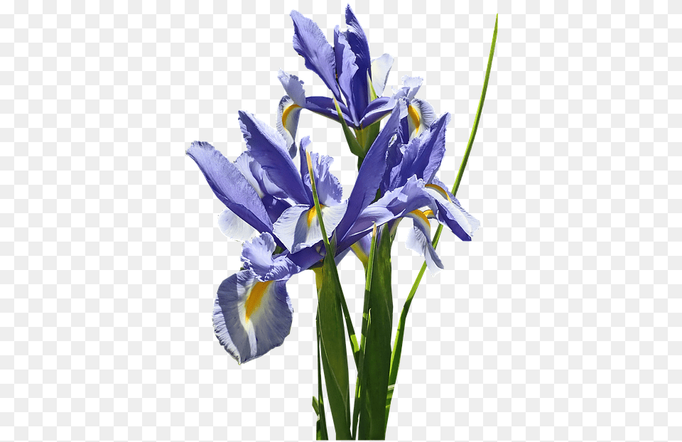 Flowers Blue Iris Free Photo On Pixabay Netted Iris, Flower, Plant, Petal Png Image