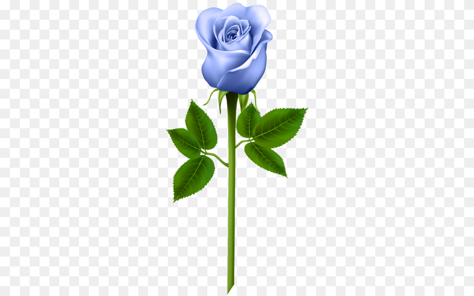 Flowers Blue Roses Purple Roses And Rose, Flower, Plant Png Image
