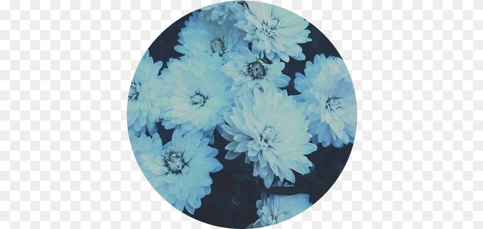 Flowers Blue Tumblr Pastel Blue Blue Stickers Full Size Flowers Tumblr Blue, Plant, Photography, Dahlia, Flower Png