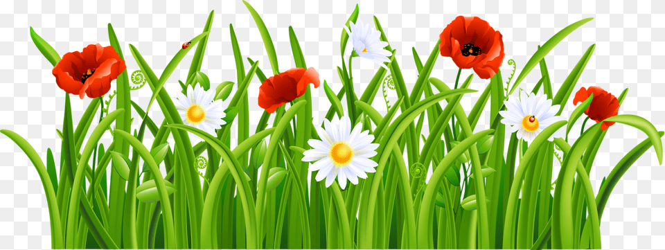 Flowers Borders Clipart Poppy, Daisy, Flower, Plant, Green Png Image