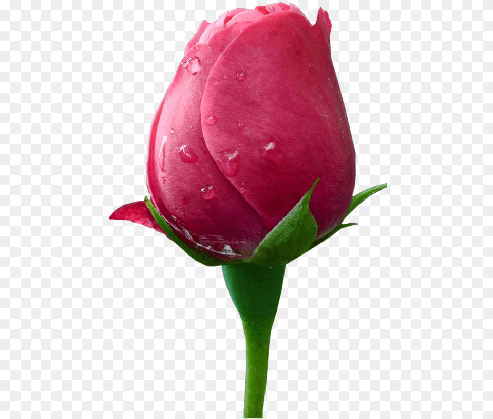 Flowers Borders Format Love Hd, Bud, Flower, Plant, Rose Png Image