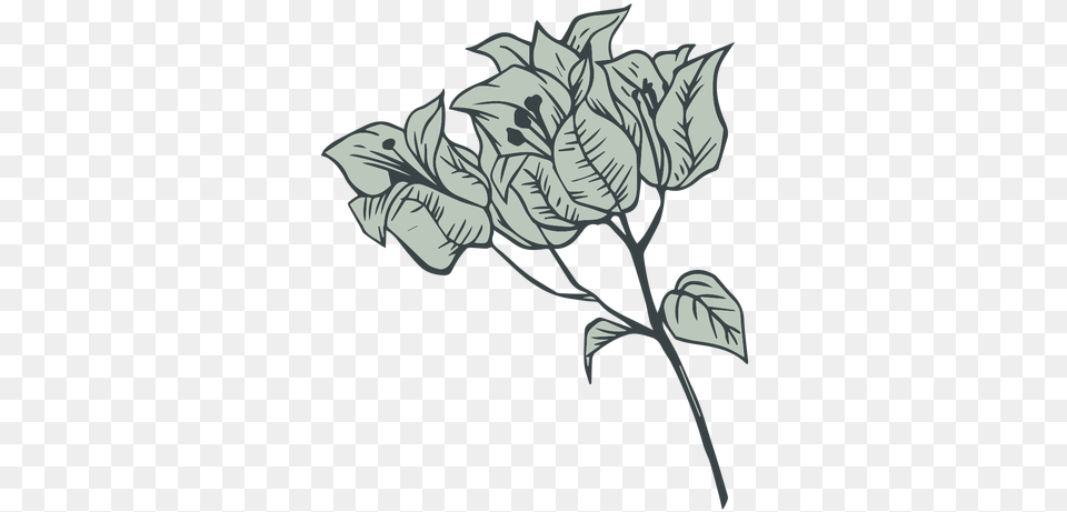 Flowers Bougainvillea Hand Drawn U0026 Svg Bougainvillea Flower Svg, Art, Graphics, Drawing, Floral Design Png Image