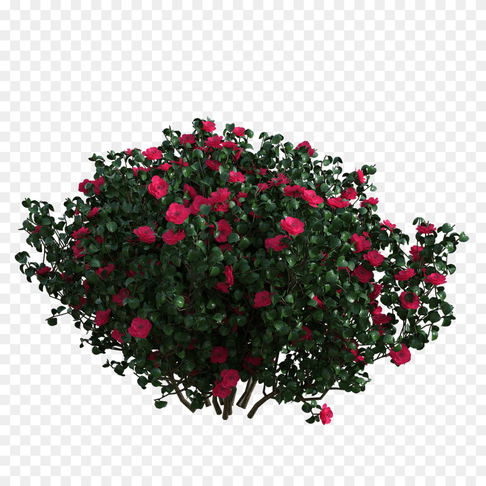 Flowers Bush Red Free On Pixabay Flower Bush, Flower Arrangement, Flower Bouquet, Geranium, Plant Png Image