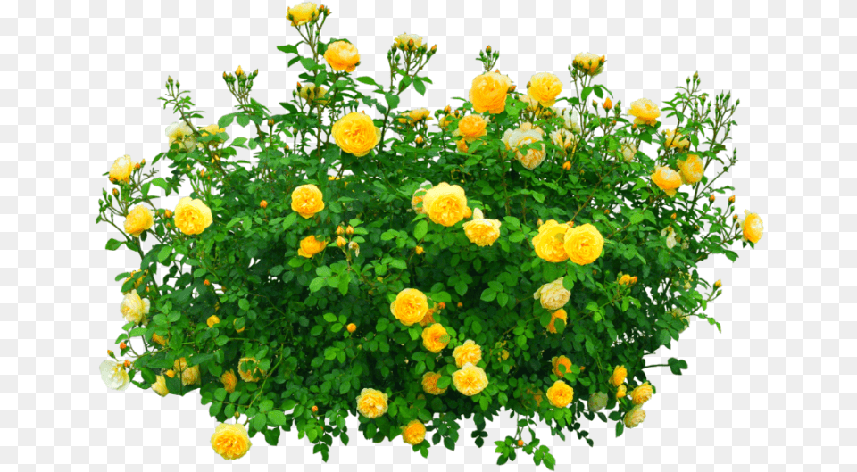 Flowers Bush Yellow Nature Transparent Flower Plants, Plant, Potted Plant, Rose, Petal Png