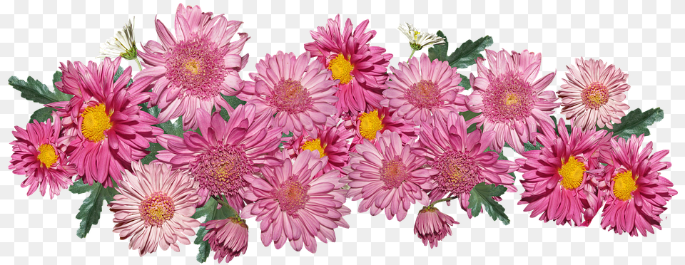 Flowers Chrysanthemum Pink Chrysanths, Dahlia, Daisy, Flower, Flower Arrangement Png