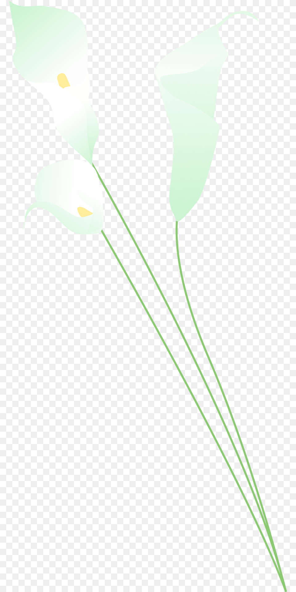 Flowers Clipart, Flower, Plant, Petal, Green Free Transparent Png