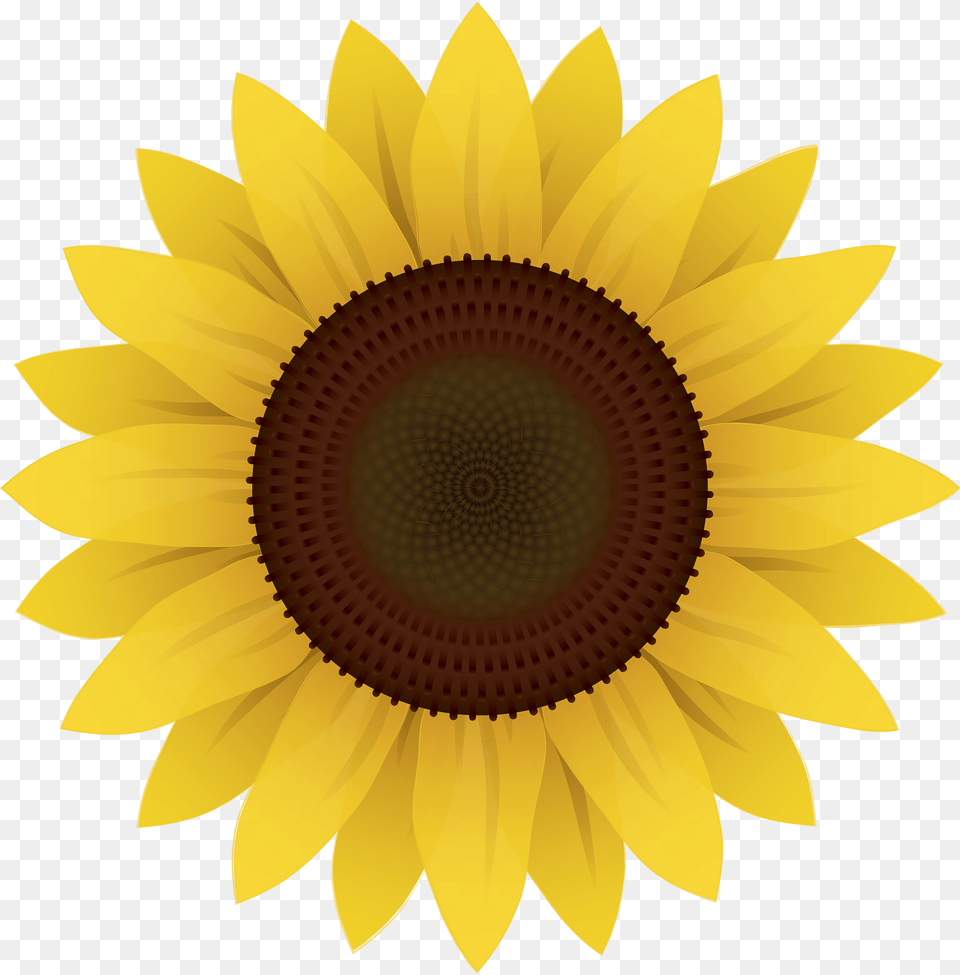 Flowers Clipart, Flower, Plant, Sunflower Free Png