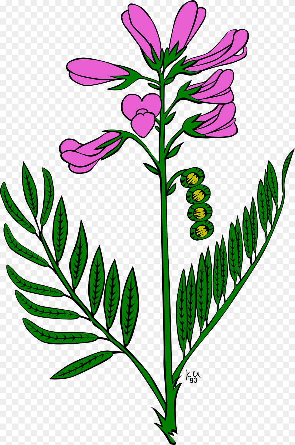Flowers Clipart, Flower, Green, Plant, Herbal Free Png