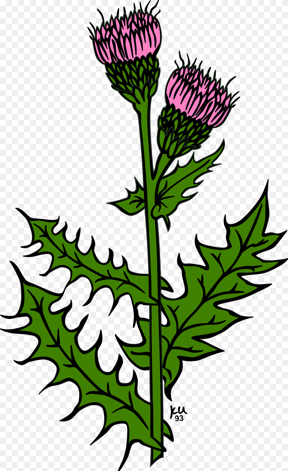 Flowers Clipart, Flower, Plant, Thistle Free Png
