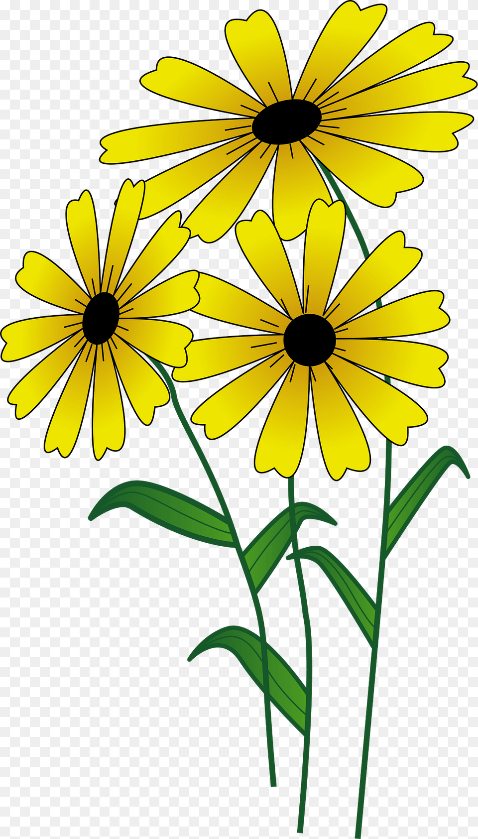 Flowers Clipart, Daisy, Flower, Plant, Petal Png Image