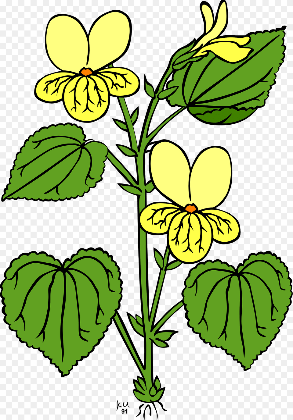 Flowers Clipart, Flower, Leaf, Plant, Petal Png