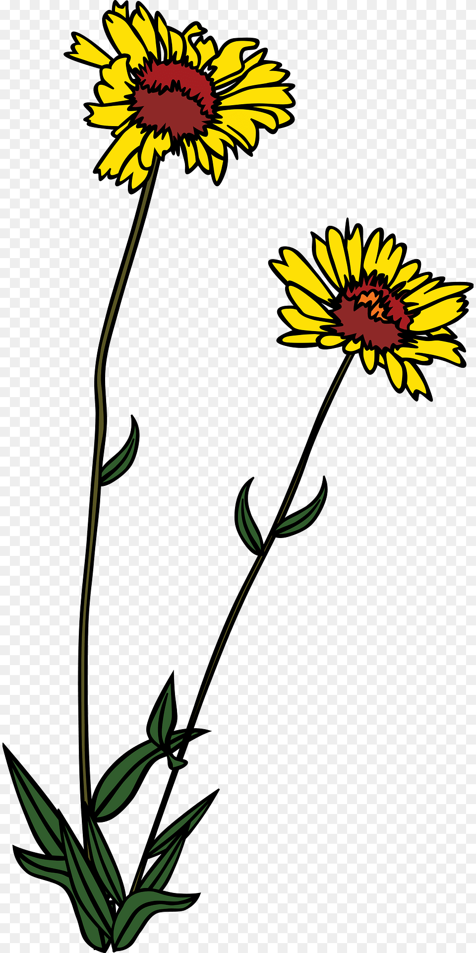 Flowers Clipart, Daisy, Flower, Plant, Sunflower Png