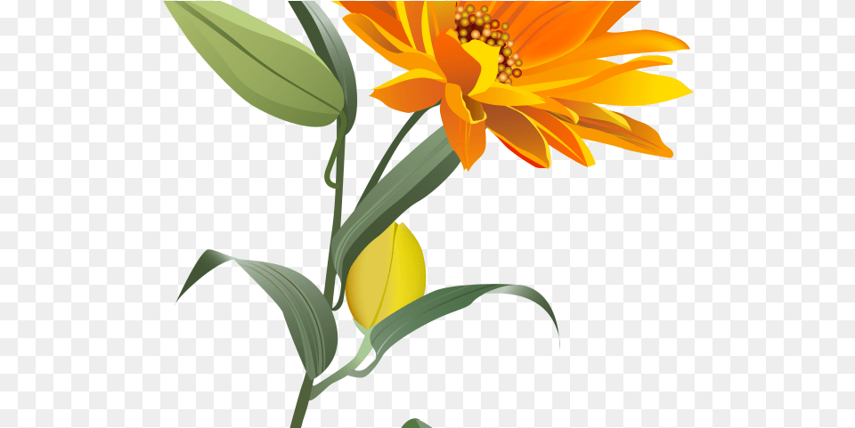 Flowers Clipart Orange Orange Flowers Transparent Orange Flower Clipart, Plant, Sunflower, Petal, Daisy Png