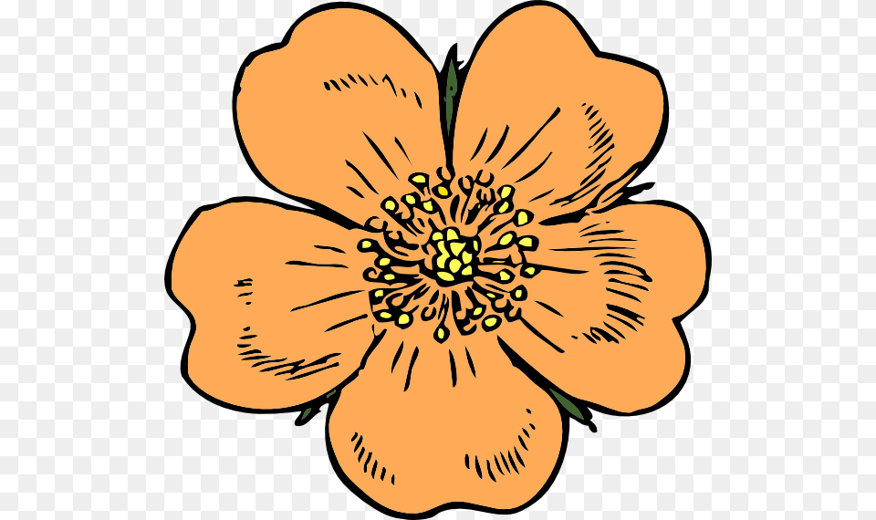 Flowers Clipart Peach, Anemone, Anther, Flower, Petal Free Png