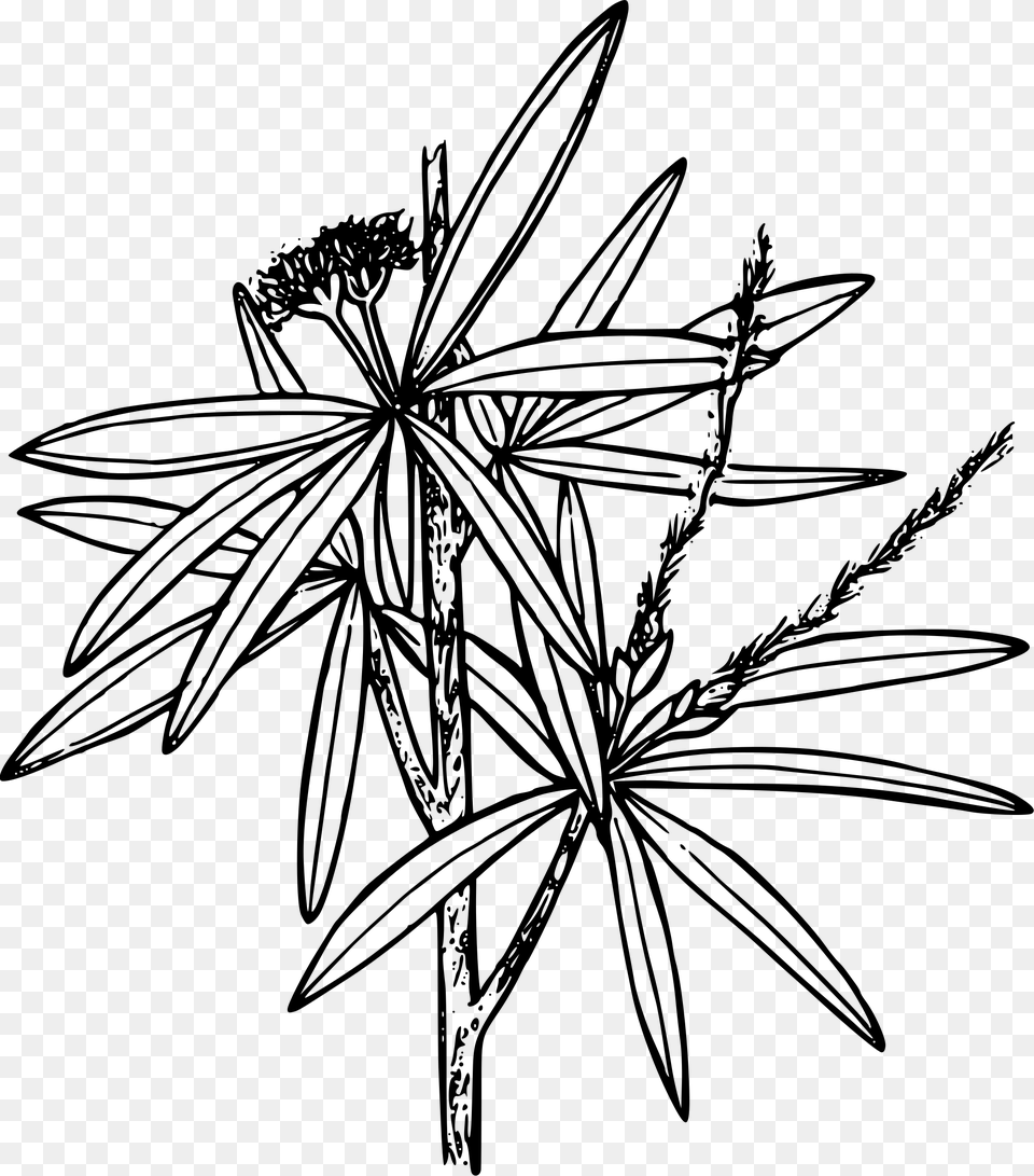 Flowers Coloring Pages Pixabay, Gray Free Png