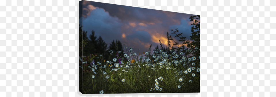 Flowers Compliment A Sunset Sky Posterazzi Flowers Compliment A Sunset Sky Astoria, Vegetation, Outdoors, Nature, Grassland Free Png