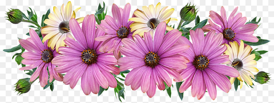 Flowers Daisies Arrangement Bunga Aster, Daisy, Flower, Plant, Pollen Free Transparent Png