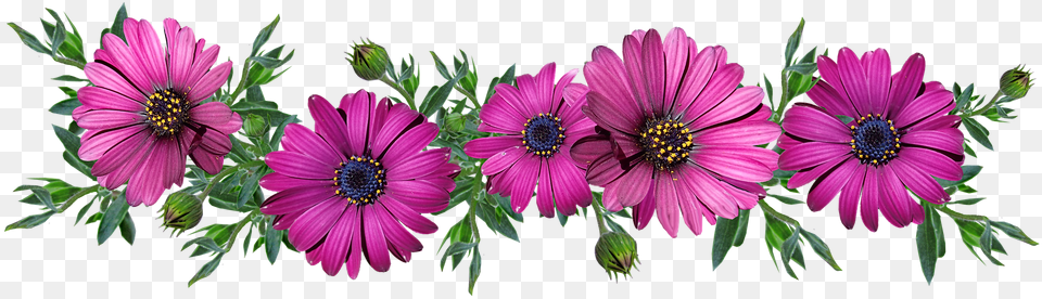 Flowers Daisies Arrangement Cut Out Greeting Message, Daisy, Flower, Plant, Pollen Png Image