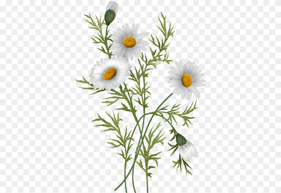Flowers Daisies Daisy Flower Illustration, Plant, Anemone, Petal Png
