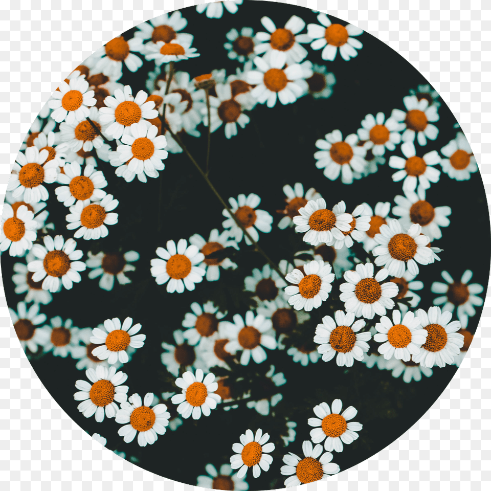 Flowers Daisy Circle White Green Orange Floral Design, Flower, Plant Free Png