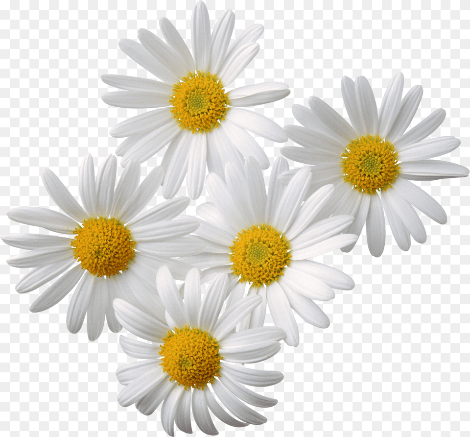 Flowers Daisy White Yellow, Flower, Plant, Petal Free Png Download