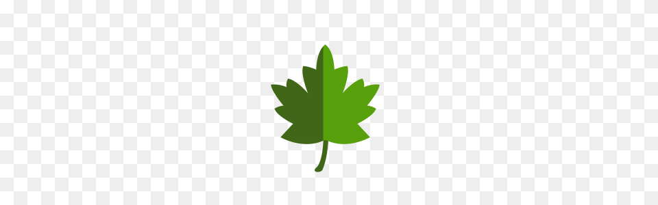 Flowers Download, Leaf, Plant, Maple Leaf, Green Png Image