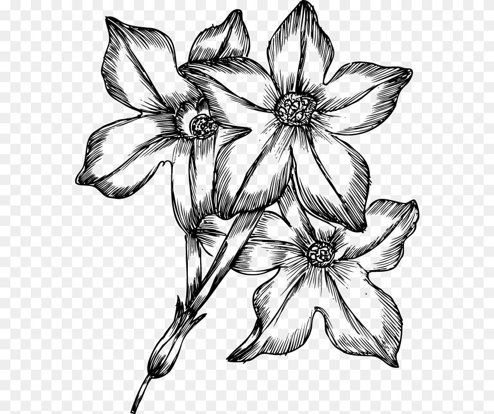 Flowers Drawings Pictures Drawing Of Many Flowers, Art, Person, Floral Design, Graphics Free Png