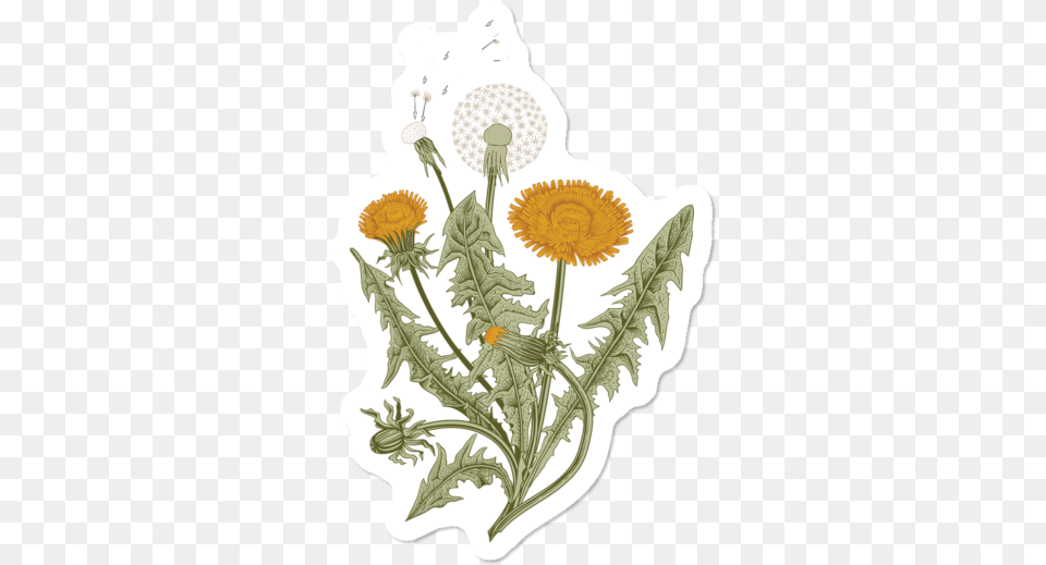 Flowers Extract, Flower, Plant, Dandelion, Person Free Png