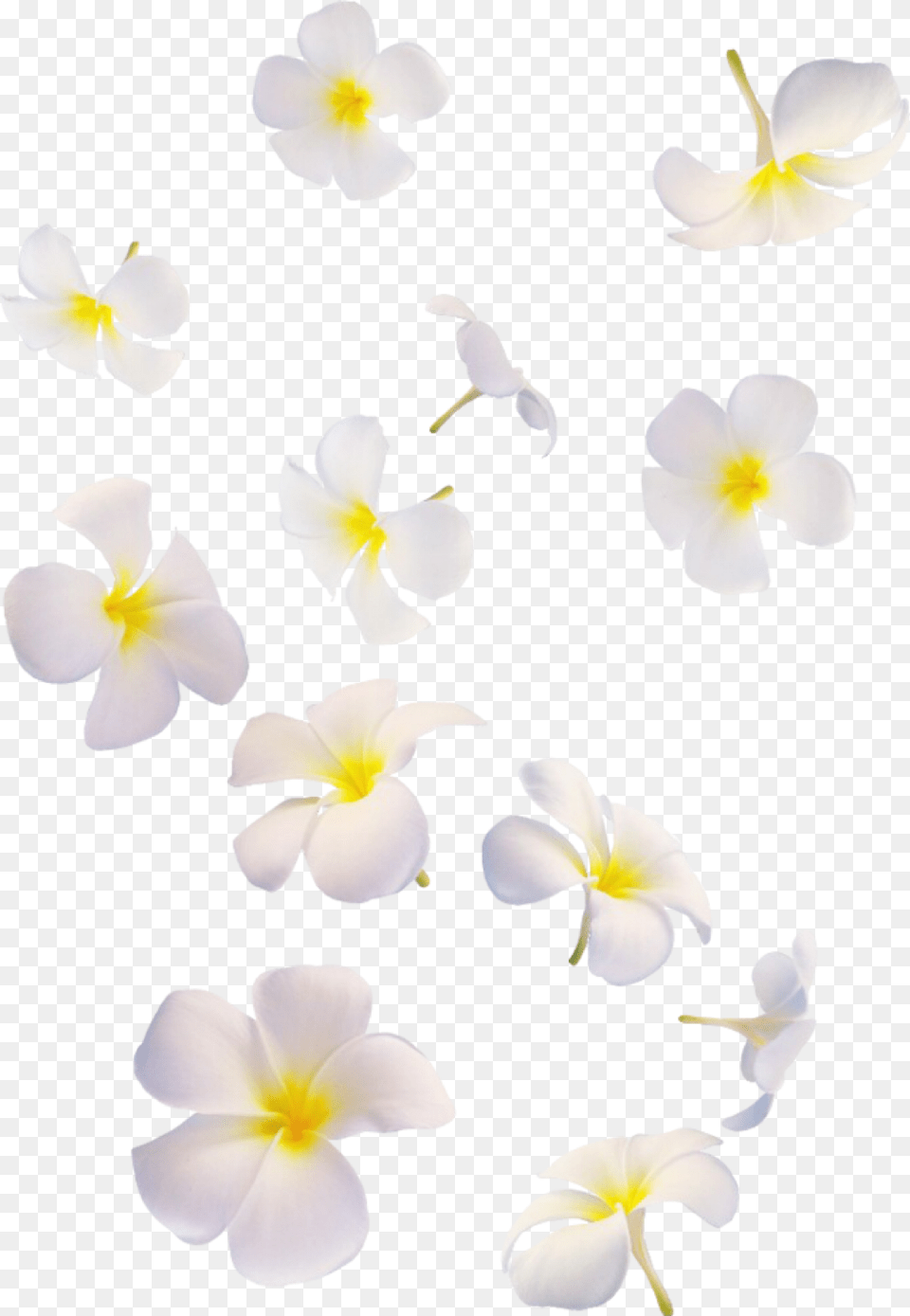 Flowers Falling Falling White Flowers, Flower, Petal, Plant, Animal Free Png