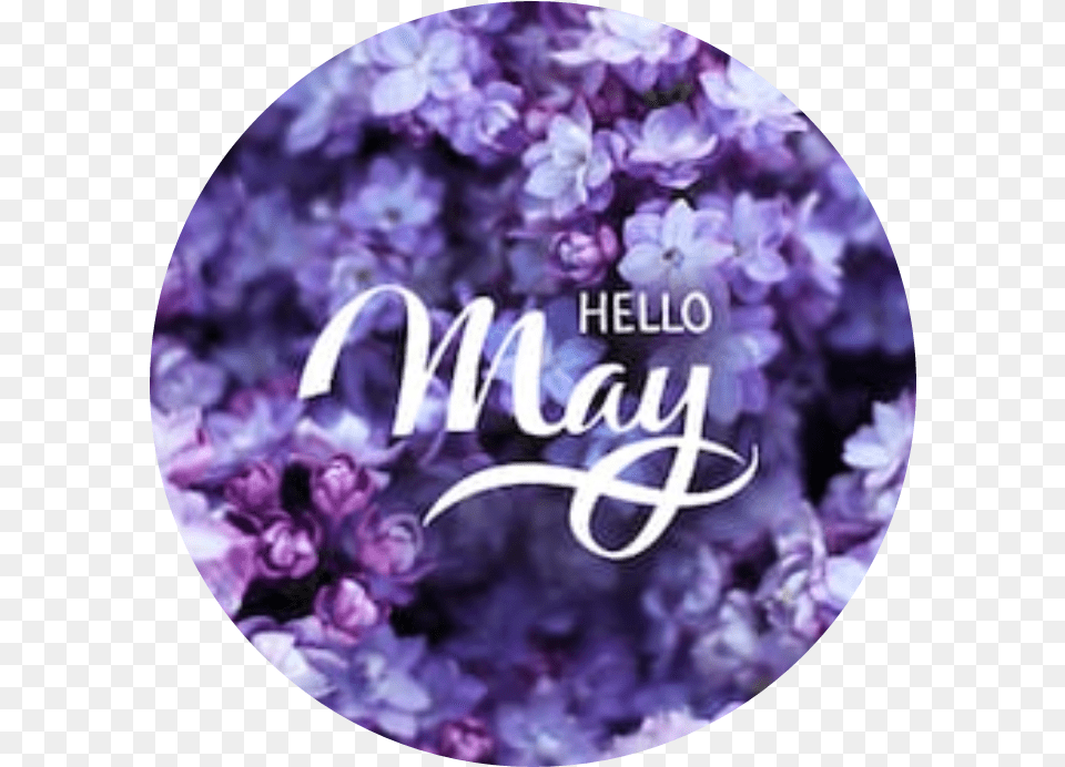 Flowers Flora Cool May Welcome Hello Purpel Hello May, Flower, Plant, Lilac Png Image