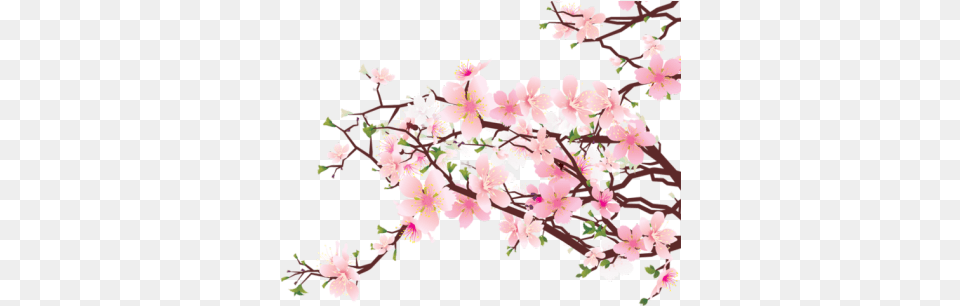 Flowers Floral Pink Cherryblossom Cherry Blossom, Flower, Plant, Cherry Blossom Png Image