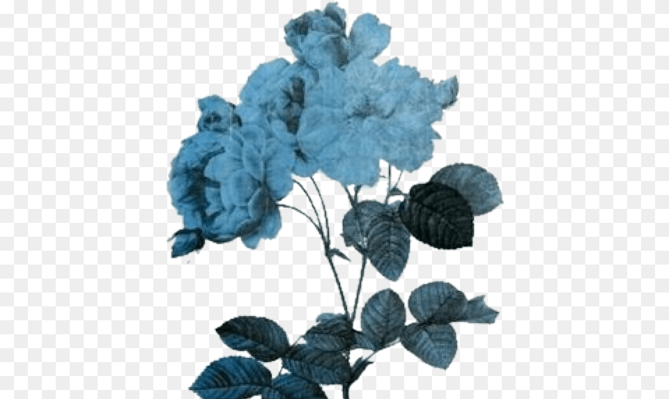 Flowers Flores Blue Azules Azul Blue Aesthetic, Leaf, Plant, Flower, Ice Png