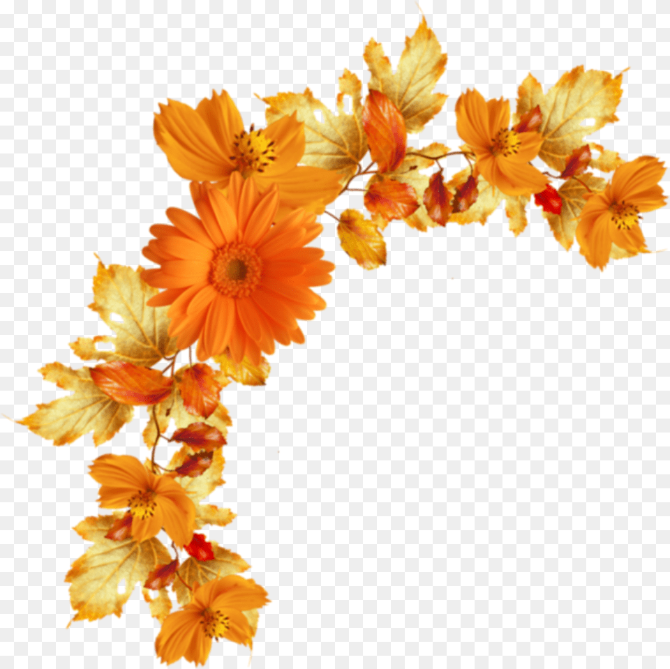 Flowers Flores Orange Naranja Yellow Amarillo Flores Naranjas, Flower, Leaf, Petal, Plant Free Png Download