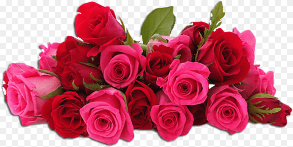 Flowers Flores Pink Red Roses Rosas Flower Images For Editing, Flower Arrangement, Flower Bouquet, Plant, Rose Png Image