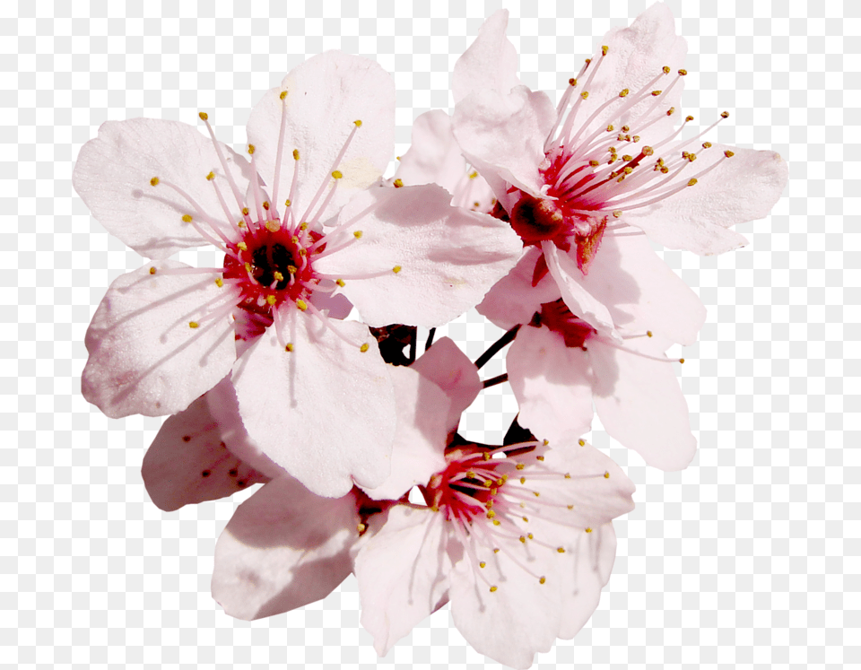 Flowers Flower, Plant, Cherry Blossom Png Image