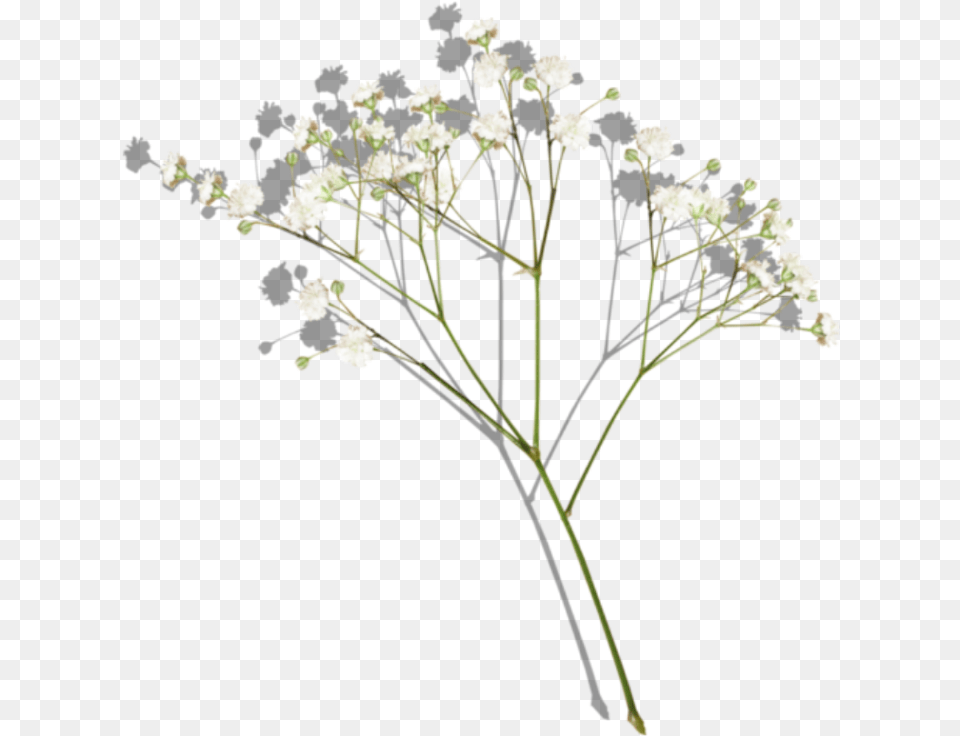 Flowers Flower Aesthetic Aestheticflower Aestheticflowers Yarrow, Plant, Apiaceae, Flower Arrangement Png Image