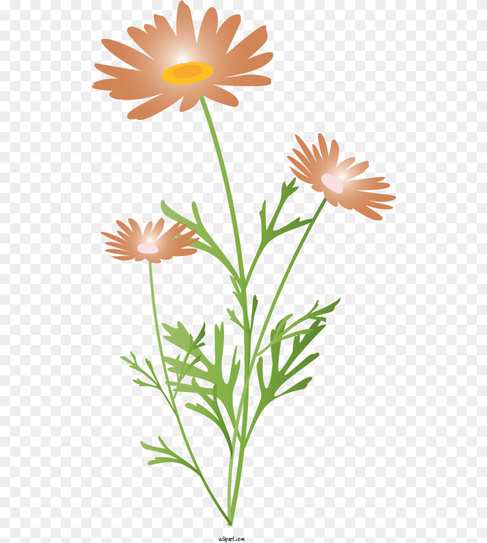 Flowers Flower Chamomile Plant For Lovely, Daisy, Petal, Face, Head Png Image