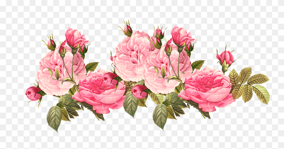 Flowers Flower Flor Flores Floral Roses Rose Pink Pink Flower, Flower Arrangement, Plant, Flower Bouquet, Dahlia Png