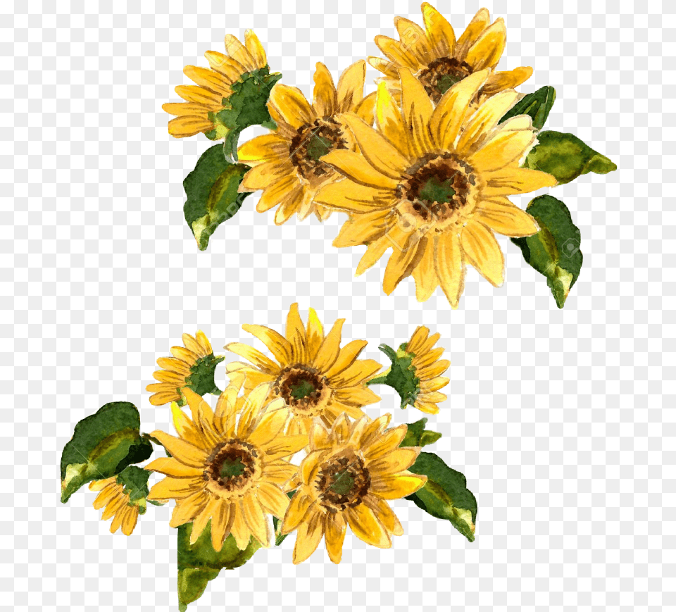 Flowers Flower Girasol Flor Amarilla Amarillo Painted Yellow Flower Painting, Plant, Sunflower, Daisy, Petal Png