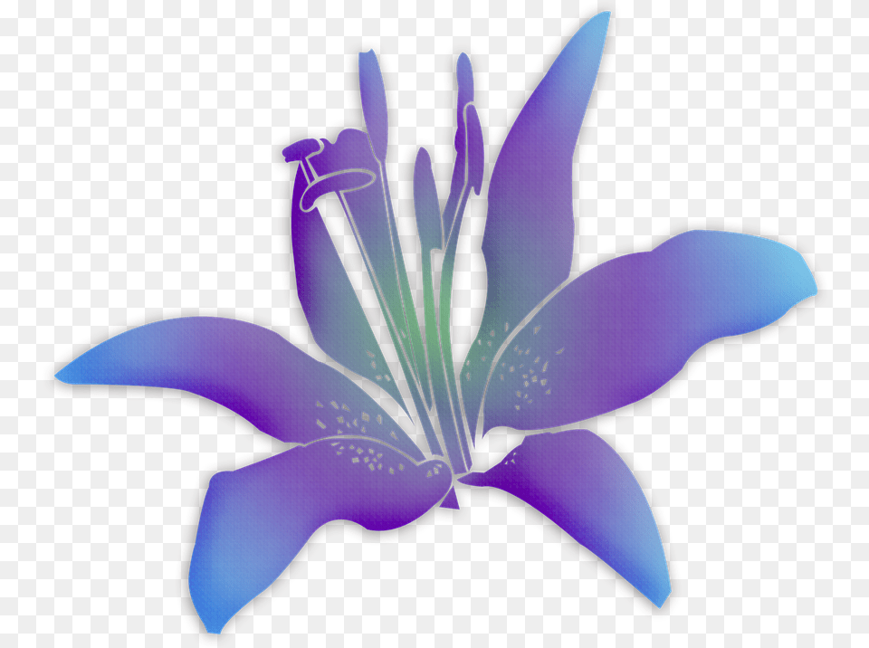Flowers Flower Purple Flower Free Picture Flower, Plant, Anther, Lily, Petal Png