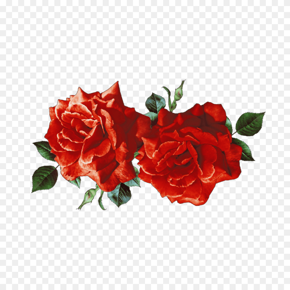Flowers Flower Red Astethic Sticker By Tina 3 Red Flowers Aesthetic, Plant, Rose, Petal, Flower Arrangement Free Transparent Png