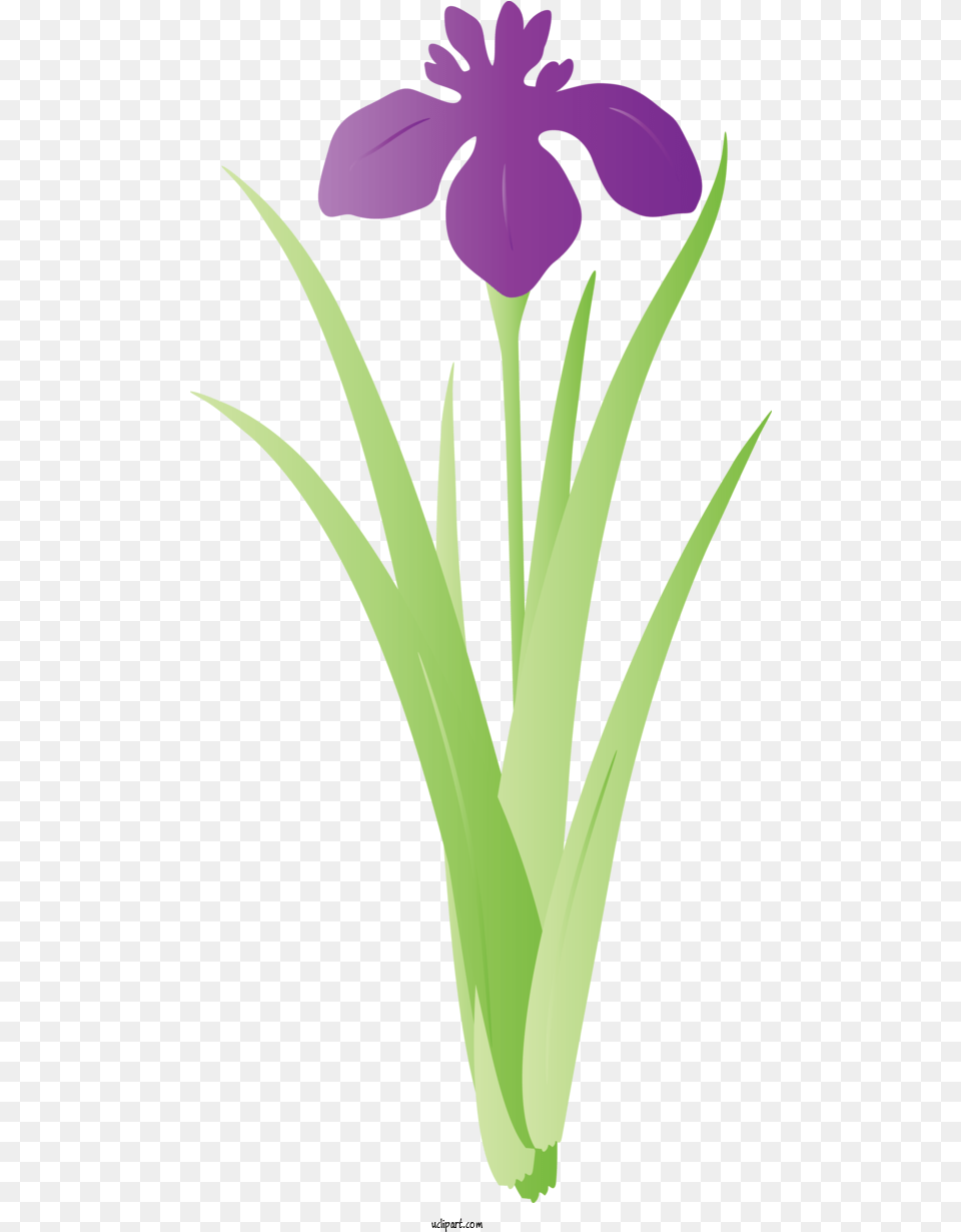 Flowers Flower Tulip Plant For Iris Iris Clipart Flowers Fresh, Purple Png Image